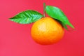 Mandarin with three leaves photographed Royalty Free Stock Photo