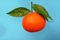 Mandarin with three leaves photographed Royalty Free Stock Photo