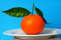 Mandarin with three leaves photographed Royalty Free Stock Photo