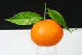 Mandarin with three leaves photographed Royalty Free Stock Photo