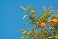 Mandarin tree