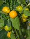 Mandarin Tree, Citrus reticulata, Rutaceae Royalty Free Stock Photo