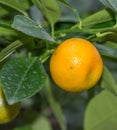 Mandarin Tree, Citrus reticulata, Rutaceae, Montreal Botanical Garden Glasshouse,Canada Royalty Free Stock Photo