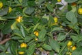 Mandarin Tree, Citrus reticulata, Rutaceae, Montreal Botanical Garden Glasshouse, Canada Royalty Free Stock Photo