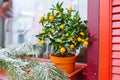 Mandarin tree and fir-tree branch on window sill. Indoor citrus tree growing Royalty Free Stock Photo