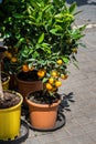 Mandarin tree in a flower pot. Royalty Free Stock Photo