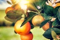 Mandarin tree with fresh fruits and blossoms Royalty Free Stock Photo