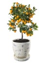 Mandarin tree Royalty Free Stock Photo