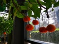 Mandarin tree interior view - Citrus reticulata Royalty Free Stock Photo