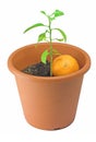 Mandarin tree (a newborn one) Royalty Free Stock Photo