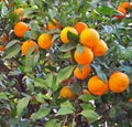 Mandarin tree