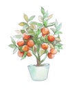 Mandarin tree in a pot isolated Royalty Free Stock Photo