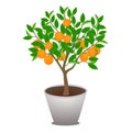 Mandarin tree in a pot isolated on white background. Royalty Free Stock Photo