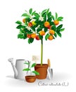 Mandarin tree in the pot Royalty Free Stock Photo