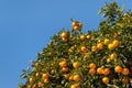 Mandarin tree with ripe fruit Royalty Free Stock Photo