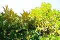 Mandarin tree with ripe fruits. Mandarin orange tree. Tangerine. Branch with fresh ripe tangerines and leaves image. Royalty Free Stock Photo