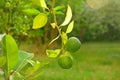 Mandarin tree with ripe fruits. Mandarin orange tree. Tangerine. Branch with fresh ripe tangerines and leaves image. Royalty Free Stock Photo