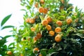 Mandarin tree with ripe fruits. Mandarin orange tree. Tangerine. Branch with fresh ripe tangerines and leaves image. Satsuma tree