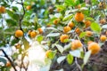 Mandarin tree with ripe fruits. Mandarin orange tree. Tangerine. Branch with fresh ripe tangerines and leaves image. Satsuma tree