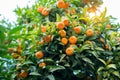 Mandarin tree with ripe fruits. Mandarin orange tree. Tangerine. Branch with fresh ripe tangerines and leaves image. Satsuma tree