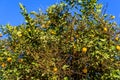 Mandarin tree with the ripe fruits on summer