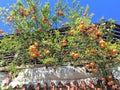 Mandarin tree