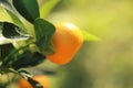 Mandarin tree.Tangerines fruits on a branch. Citrus bright orange fruits on the branches in bright sunlight in the