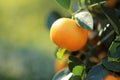 Mandarin tree.Tangerines fruits on a branch. Citrus bright orange fruits on the branches in sunlight in the summer