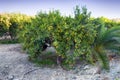 Mandarin trees with harvest in orchard Royalty Free Stock Photo