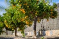 Mandarin trees outdoor, sunny day, nobody