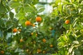 Mandarin trees, ripe fruit on the tree Royalty Free Stock Photo