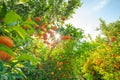 Mandarin trees with ripe fruits in local orchards in California. Fruit trees full of fruits Royalty Free Stock Photo