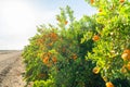 Mandarin trees in a row along the roadside. Mandarins orchard Royalty Free Stock Photo