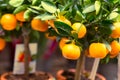 Mandarin trees for sale at flower market Royalty Free Stock Photo