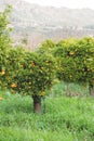 Mandarin trees Royalty Free Stock Photo