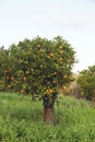 Mandarin trees Royalty Free Stock Photo