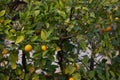 Mandarin trees in  valencia Royalty Free Stock Photo