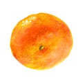 Mandarin watercolor citrus fruit, orange, botanical painting. Illustration isolated