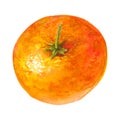 Mandarin watercolor citrus fruit, orange, botanical painting. Illustration isolated