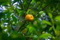 A mandarin yellow-orange citrus fruits in green leaves background Royalty Free Stock Photo