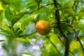 A mandarin yellow-orange citrus fruits in green leaves background Royalty Free Stock Photo