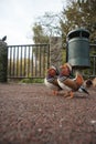 Mandarina Ducks Posing Royalty Free Stock Photo