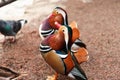 Mandarina Ducks Posing Royalty Free Stock Photo