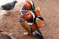 Mandarina Ducks Posing Royalty Free Stock Photo