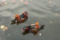 Mandarina Ducks Royalty Free Stock Photo
