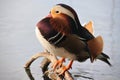 Mandarine Duck