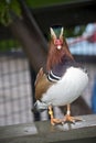 A mandarine duck