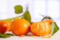 Mandarine with a leaf with blue window Royalty Free Stock Photo