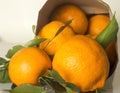 Mandarines Leaves Paper bag Close up