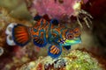 Mandarinfish or Mandarin dragonet Synchiropus splendidus is Royalty Free Stock Photo